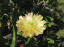 6 Fleur de Opuntia ficus-indica. - Raquette - Cactaceae  - Origine incertaine