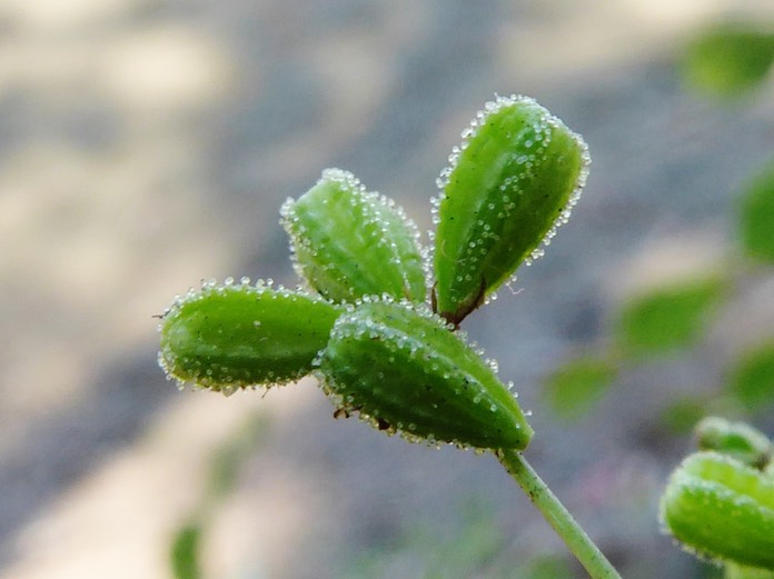 Boerhavia diffusa  (4)