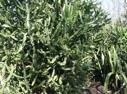 Euphorbia lactea - Lesquine - EUPHORBIACEAE - Espèce potentiellement envahissante