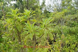 Colonisation -6-Bois d'Osto - Antirhea borbonica - Rubiace-I