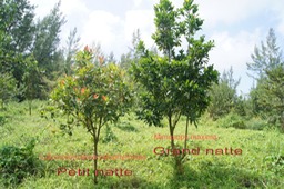 Colonisation-26- Grand natte - Mimusops balata et Petit natte- Labourdonnaisia calophylloides- Sapotaces- BM