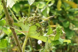 Colonisation-27- Larves de la mouche bleue sur feuilles de Raisin marron