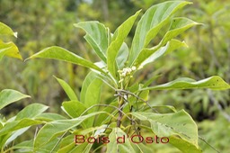 Colonisation-7-Bois d'Osto- Antirhea borbonica- Rubiace- I