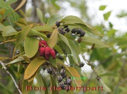 Colonisation-8-Bois de rempart- Agarista salicifolia- Ericace-I