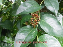 Fruits du Lingue poivre-2