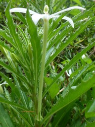 Laurentia longiflora (1)