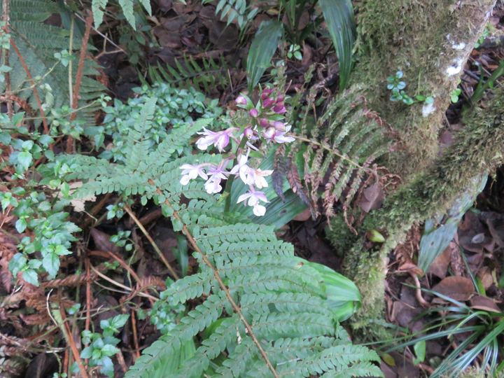 11. Début de floraison Calanthe sylvatica - ORCHIDACEAE-I