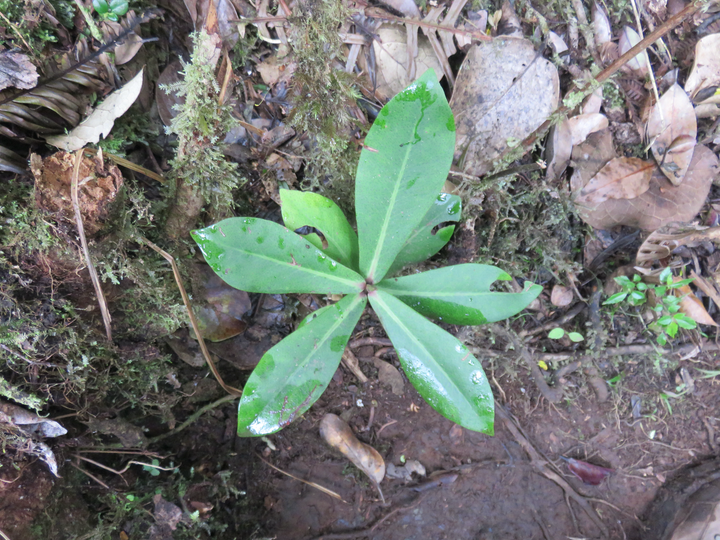 17. Badula grammisticta - Bois de savon - Myrsinaceae