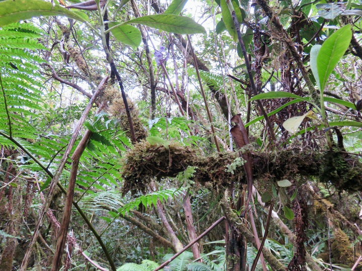 2. Suspendu sur une branche moussue-Cynorkis squamosa (Poir.) Lindl. - Ø - Orchidaceae - Endémique Réunion et île Maurice