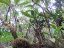 3. Suspendu sur une branche moussue-Cynorkis squamosa (Poir.) Lindl. - Ø - Orchidaceae - Endémique Réunion et île Maurice