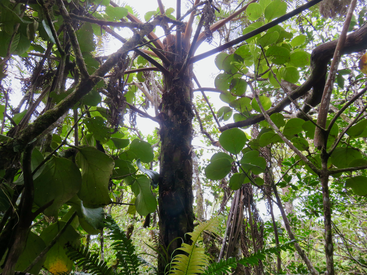 8. Monimia rotundifolia - Mapou - Monimiaceae à gauche,ambourissa crassa - Bois de tambour  ou Bois de Bombarde- Monimiacée - Masc à droite