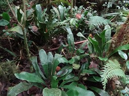 Antrophyum boryanum - Langue de boeuf - PTERIDACEAE - Indigène Réunion 