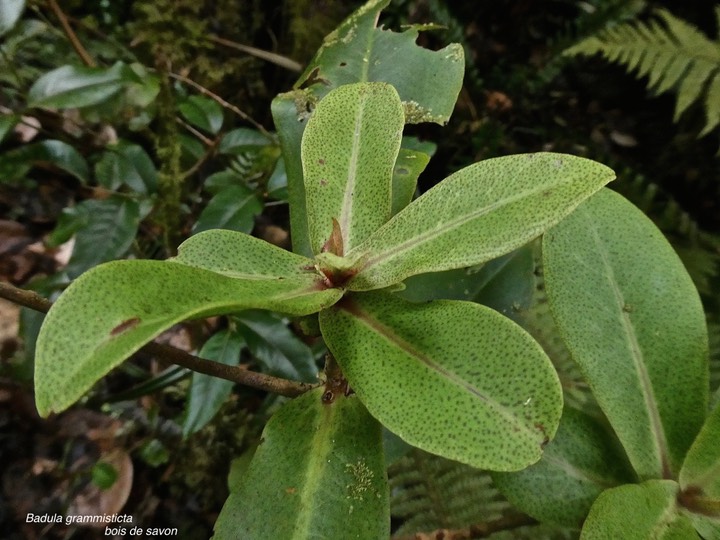 Badula grammisticta .bois de savon.primulaceae.endémique Réunion.P1002033