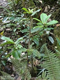 Badula grammisticta.bois de savon .primulaceae.endémique Réunion.P1002040