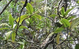 Bertiera rufa.bois de raisin.rubiaceae.endémique Réunion.P1001978