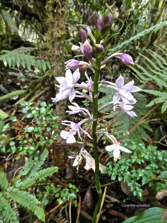 Calanthe sylvatica;(variante violette). orchidaceae .indigène Réunion.P1002006