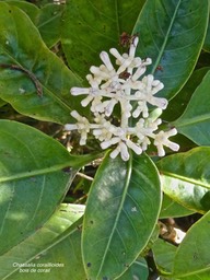 Chassalia coraillioides .bois de corail.rubiaceae.endémique Réunion .P1001933