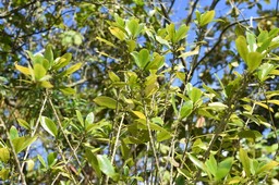 Claoxylon parviflorum - Petit Bois d'oiseaux - EUPHORBIACEAE - Endémique Mascareignes