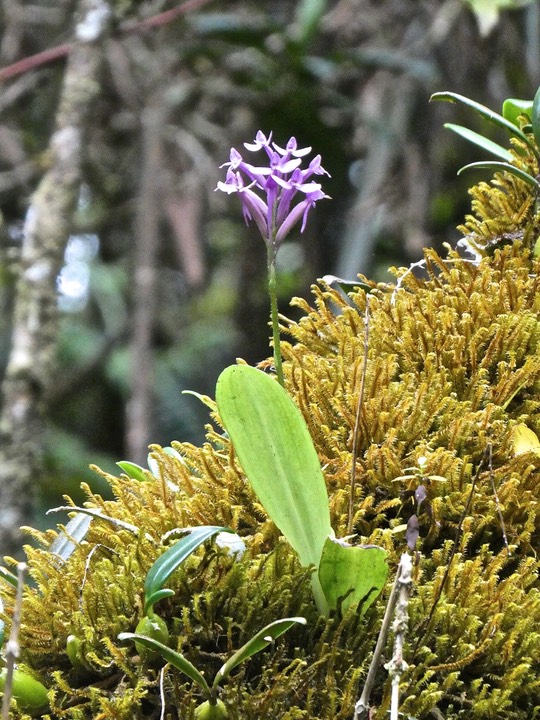 Cynorkis inermis.(Arnottia mauritiana)orchidaceae.indigène Réunion. P1001983