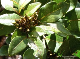 Doratoxylon apetalum .bois de gaulette ?(avec fruits en formation)sapindaceae.indigène Réunion.P1001961