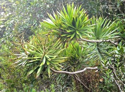 Dracaena reflexa. bois de chandelle.asparagaceae.indigène Réunion;P1002209