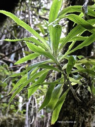 Heterochaenia sp . campanulaceae.endémique Réunion.P1002174