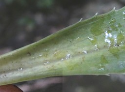 Heterochaenia sp .(détail de la feuille /partie inférieure sans cils et dents de la partie médiane )campanulaceae. endémique Réunion .P1002184
