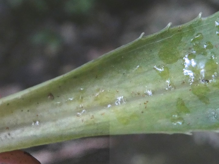 Heterochaenia sp .(détail de la feuille /partie inférieure sans cils et dents de la partie médiane )campanulaceae. endémique Réunion .P1002184