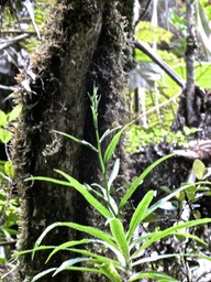 Heterochaenia sp.campanulaceae.endémique Réunion .P1002202