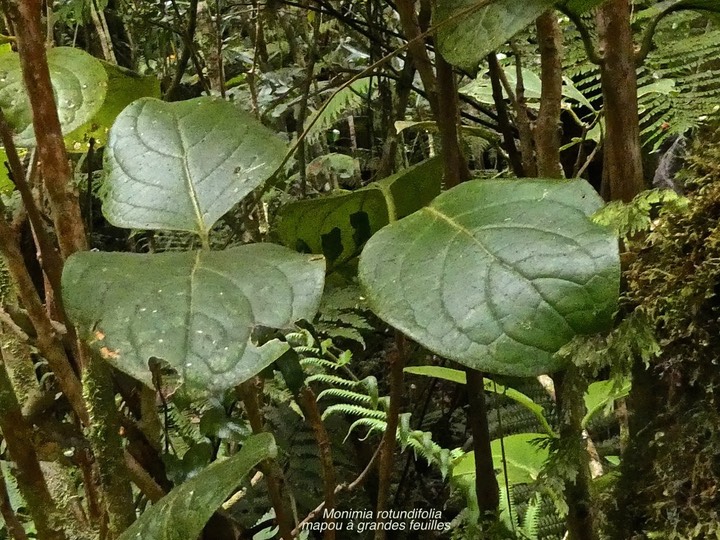 Monimia rotundifolia.mapou à grandes feuilles. /monimiaceae.endémique Réunion.P1002047