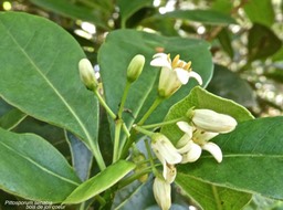 Pittosporum senacia subsp reticulatum.bois de joli coeur des hauts.pittosporaceae.endémique Réunion.P1001937