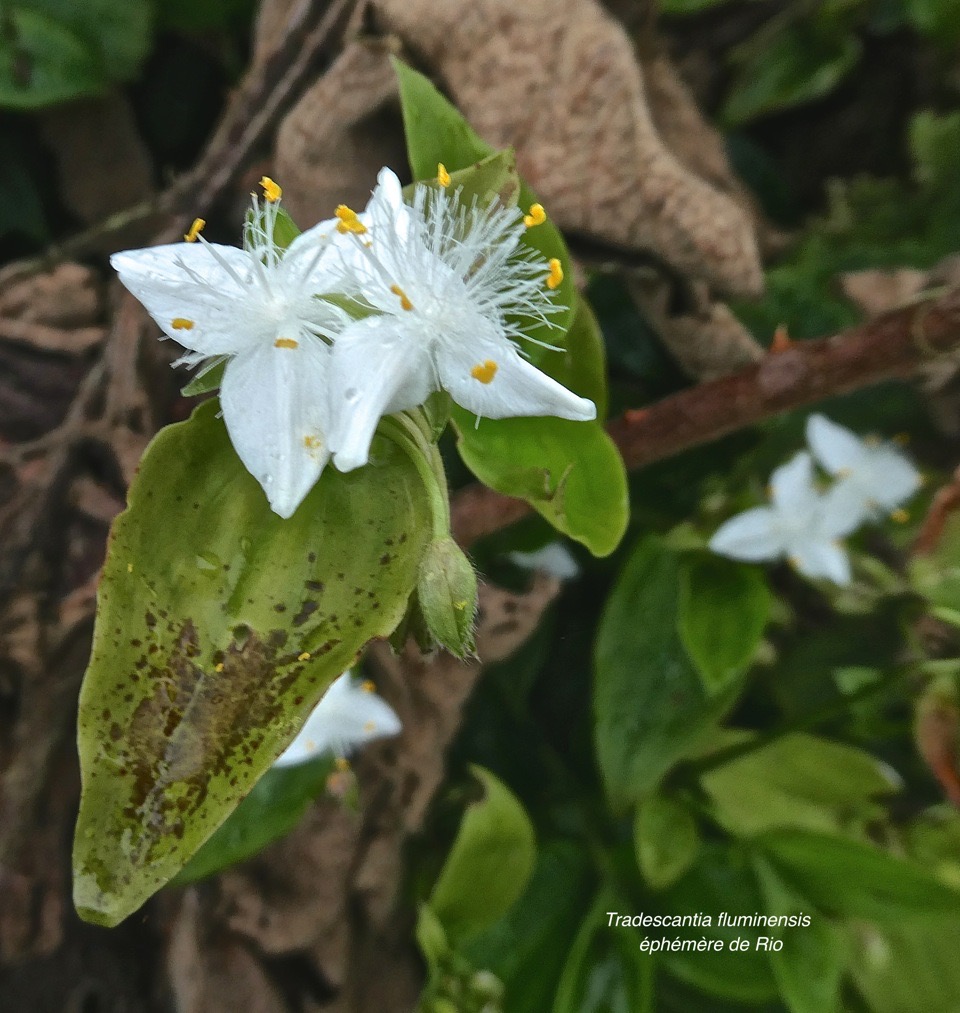 Tradescantia fluminensis.éphémère de Rio .commelinaceae.potentiellement envahissante .P1002242