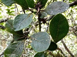 Turraea cadetii .bois de quivi .meliaceae.endémique Réunion.P1001995