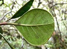 Turraea cadetii.bois de quivi.(feuille face inférieure).meliaceae.endémique Réunion.P1001994