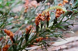 Abrodictyum meifolium.( penne fertile détail ) hymenophyllaceae.fougère indigène Réunion.P1023788