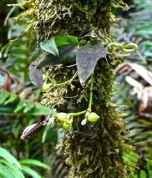 Angraecum cordemoyi  ? orchidaceae.P1023751