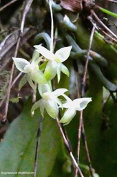 Angraecum multiflorum. orchidaceae.P1023830