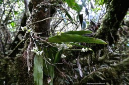 Angraecum multiflorum.orchidaceae.P1023819