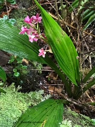 Calanthe sylvatica. orchidaceae.indigène Réunion.IMG_5133