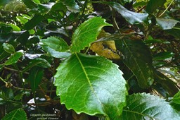 Claoxylon glandulosum.gros bois d'oiseaux.euphorbiaceae.endémique Réunion.P1024038