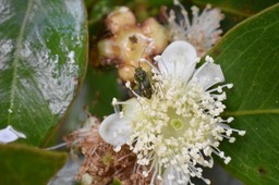 Corizidolon notaticolle - Punaise terrestre sur fleur de goyavier - MIRIDAE - Indigène Réunion