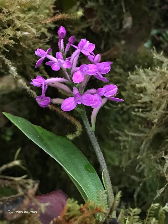 Cynorkis inermis .(Arnottia mauritiana ). orchidaceae .endémique Réunion Maurice..IMG_5156