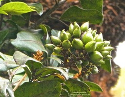 Doratoxylon apetalum .bois de gaulette.( avec fruits )sapindaceae.indigène Réunion.P1023720
