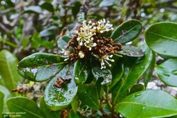 Doratoxylon apetalum.bois de gaulette. ( avec fleurs )sapindaceae. indigène Réunion.P1023723