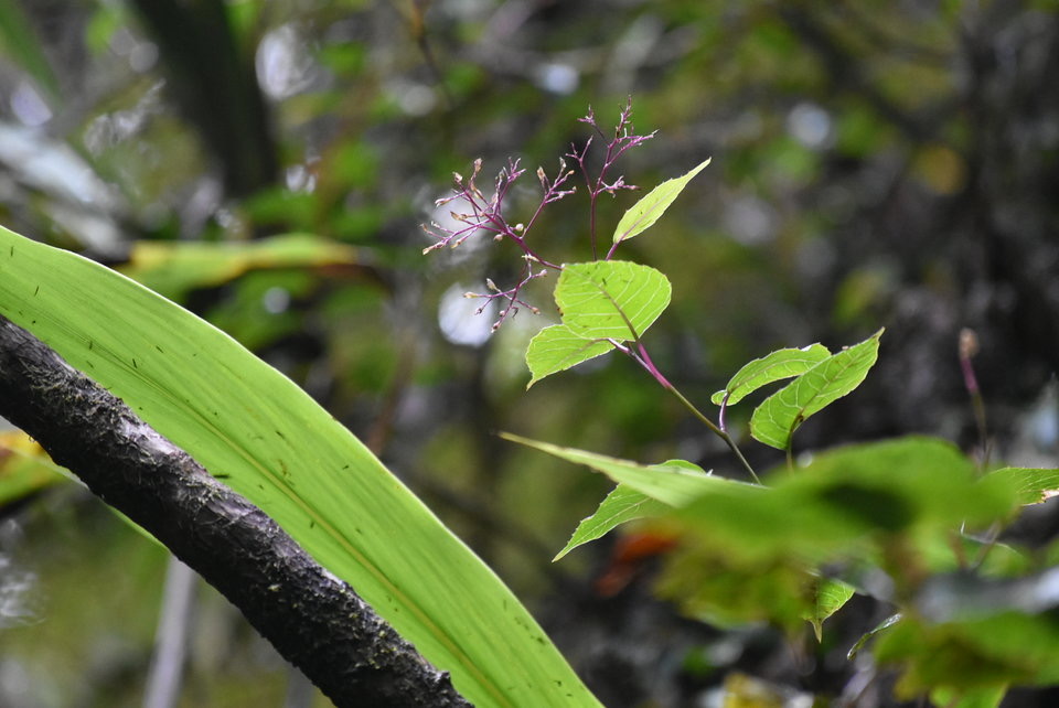 Faujasiopsis flexuosa - Liane zig-zag - ASTERACEAE - Indigène Réunion