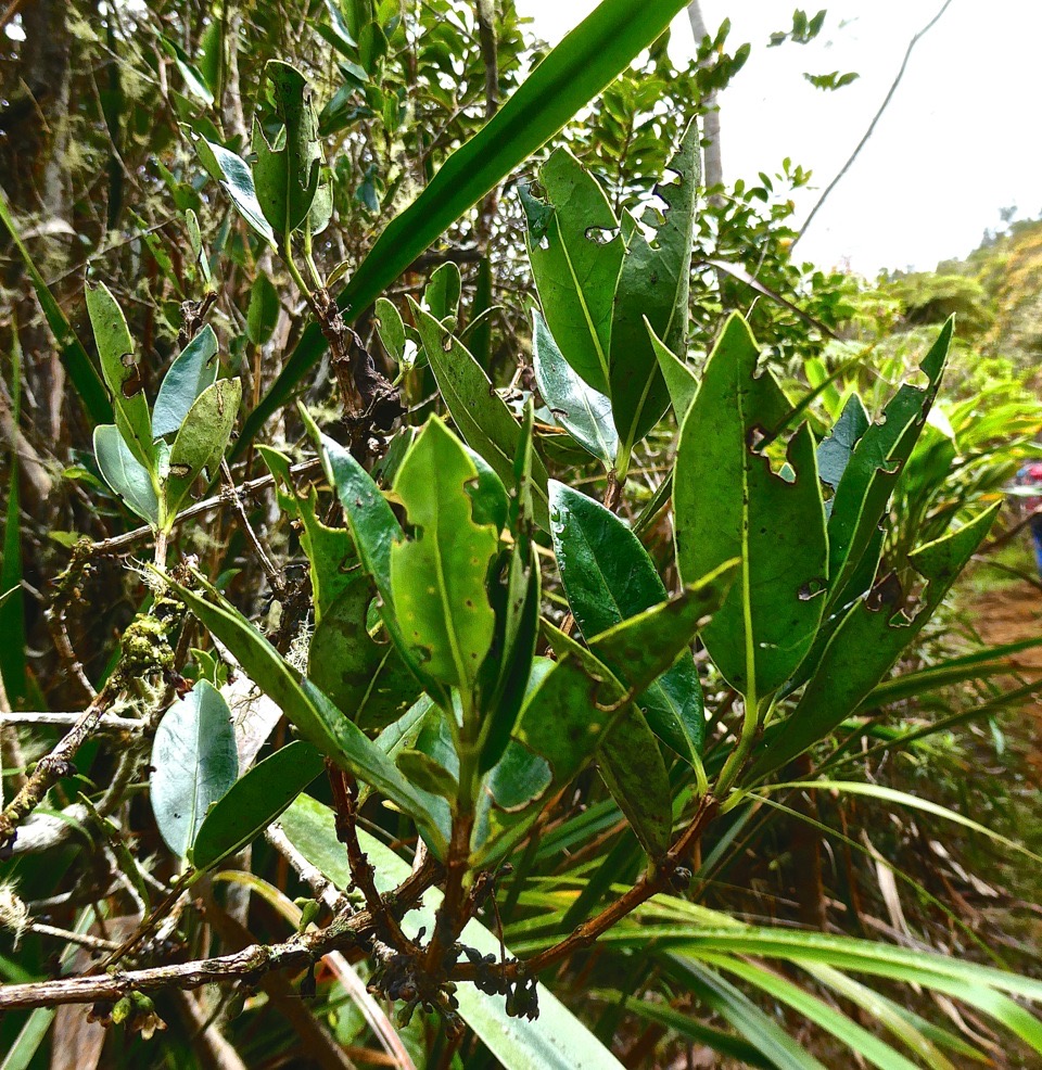 Geniostoma angustifolium ? bois de piment .bois de rat. loganiaceae.P1023692