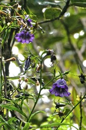 Heterochaenia borbonica .campanulaceae.endémique Réunion.P1023946