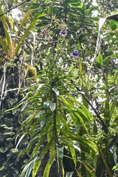 Heterochaenia borbonica .campanulaceae.endémique Réunion.P1023931