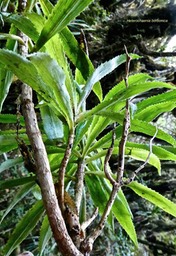 Heterochaenia borbonica. campanulaceae. endémique Réunion.P1023989