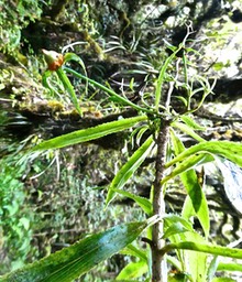 Heterochaenia borbonica.campanulaceae.endémique Réunion.P1023983